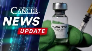 Renowned Cancer Researcher Dies After Routine Yellow Fever Vaccine Renowned Cancer Researcher Dies After Routine Yellow Fever Vaccine