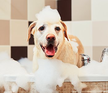 Dog taking a bath