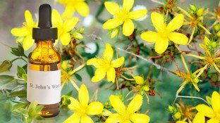 St. John’s Wort Plant: A Little Known Cancer Aid? St. John’s Wort Plant: A Little Known Cancer Aid?