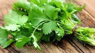 Cilantro: Love It or Hate It, This Healthy Herb Can Do the Body Good Cilantro: Love It or Hate It, This Healthy Herb Can Do the Body Good