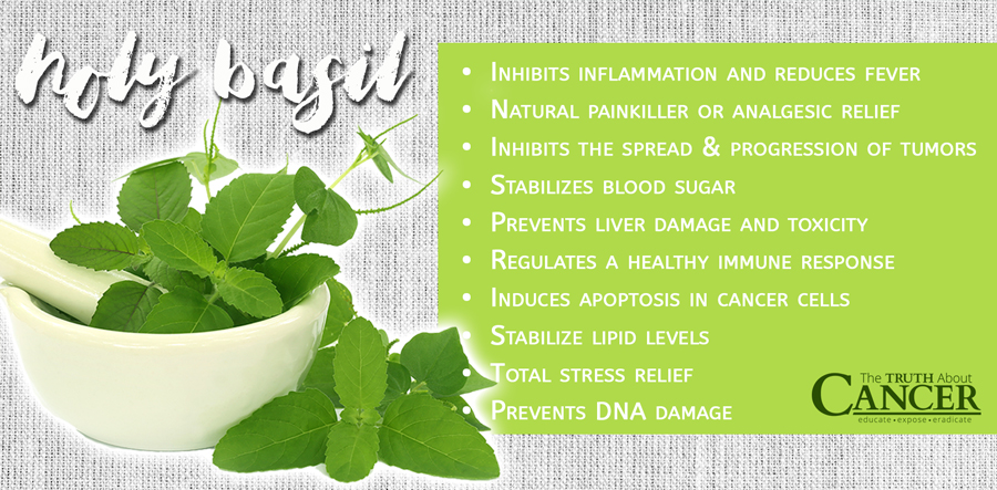 holy-basil-benefits