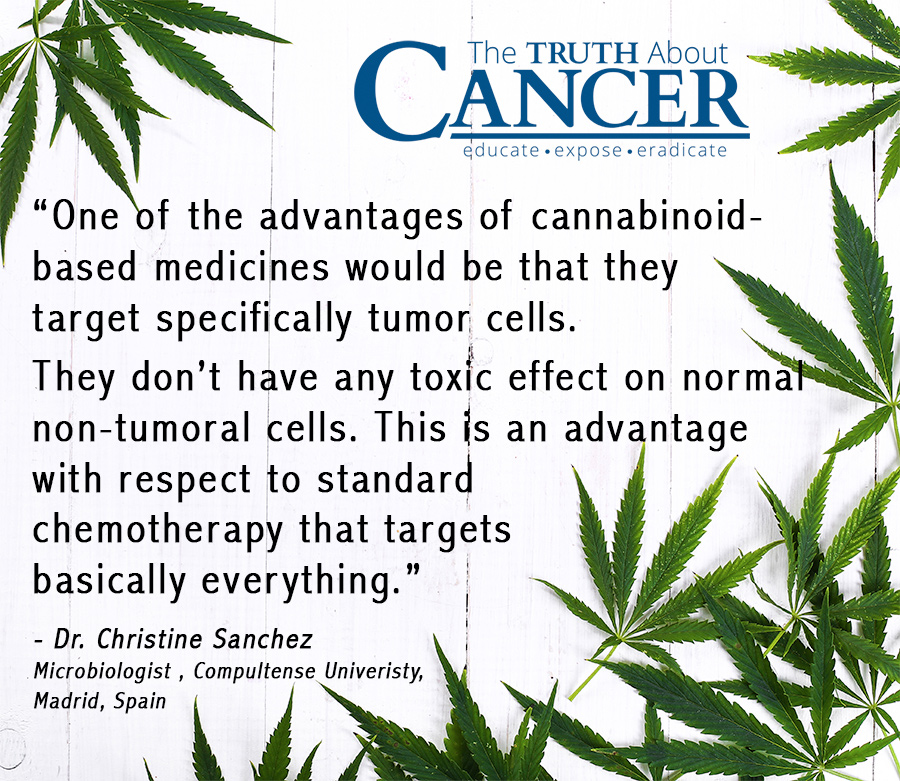 ‘Cannabis & Cancer’, Censorship & Conspiracy QUOTE-CANNABIS-hemp-Sanchez-Chemotherapy