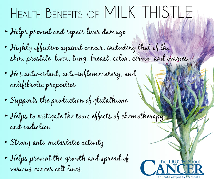 the-benefits-of-milk-thistle-tea-nutratea