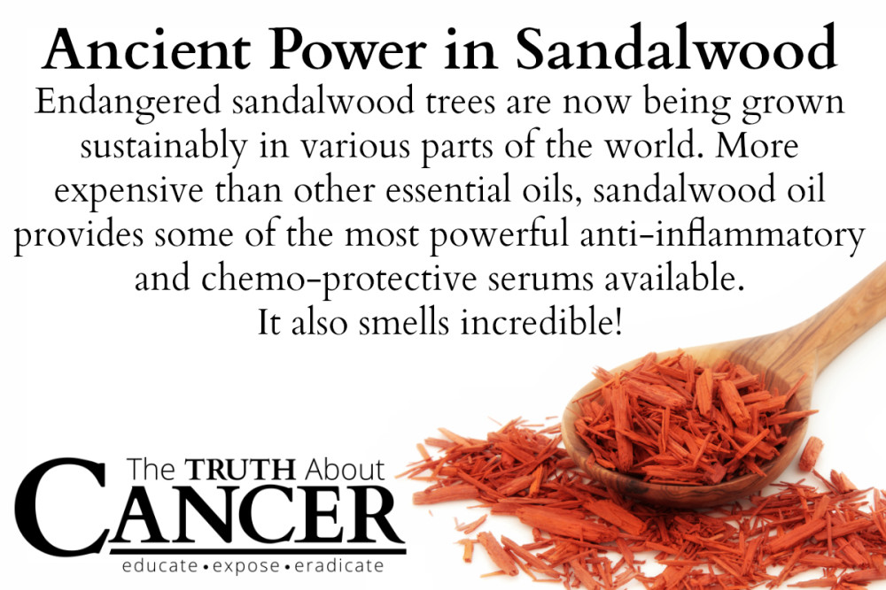 Essential Oil Of Sandalwood Shows Efficacy In Fighting Cancer Especially When Combined With 5303