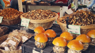 7 Medicinal Mushrooms That Fight Cancer 7 Medicinal Mushrooms That Fight Cancer