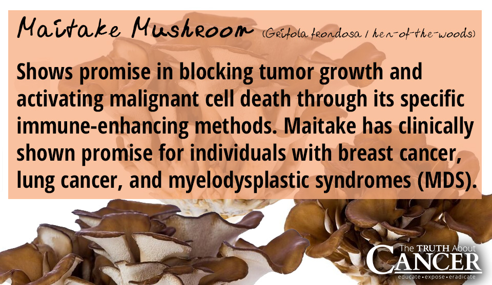 7 Medicinal Mushrooms that Fight Cancer