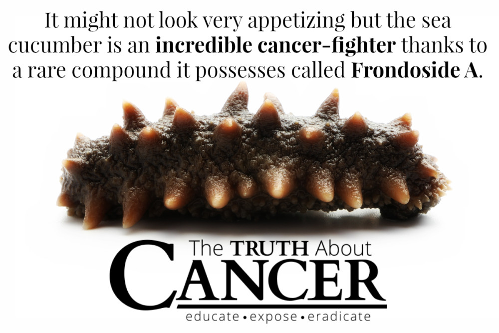 Anti-Cancer-Sea-Cucumber