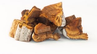 Chaga Mushroom: This Unusual Tree Fungus is a Medicinal Powerhouse Chaga Mushroom: This Unusual Tree Fungus is a Medicinal Powerhouse