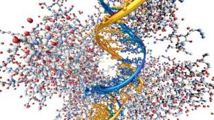 Discover the p53 Gene that Controls Cancer Development Discover the p53 Gene that Controls Cancer Development