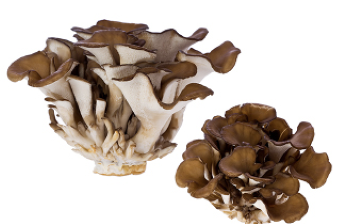 maitake mushrooms