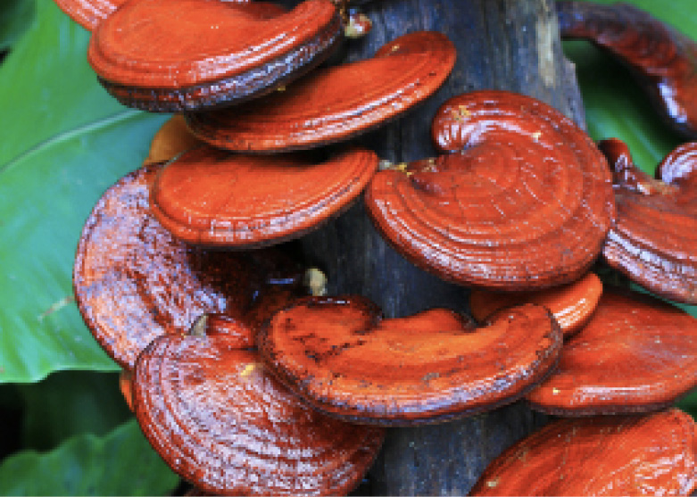 reishi mushrooms