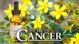 St. John’s Wort Plant: A Little Known Cancer Aid? St. John’s Wort Plant: A Little Known Cancer Aid?