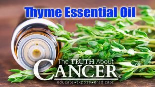 Why It's Time to Discover the Benefits of Thyme Essential Oil Why It's Time to Discover the Benefits of Thyme Essential Oil