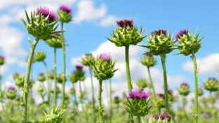 What Is the Liver Powerhouse Silymarin? What Is the Liver Powerhouse Silymarin?