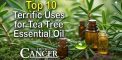 Top 10 Terrific Uses for Tea Tree Essential Oil