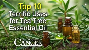 Top 10 Terrific Uses for Tea Tree Essential Oil Top 10 Terrific Uses for Tea Tree Essential Oil