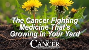 The Cancer Fighting Medicine That's Growing in Your Yard The Cancer Fighting Medicine That's Growing in Your Yard